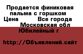 Продается финиковая пальма с горшком › Цена ­ 600 - Все города  »    . Московская обл.,Юбилейный г.